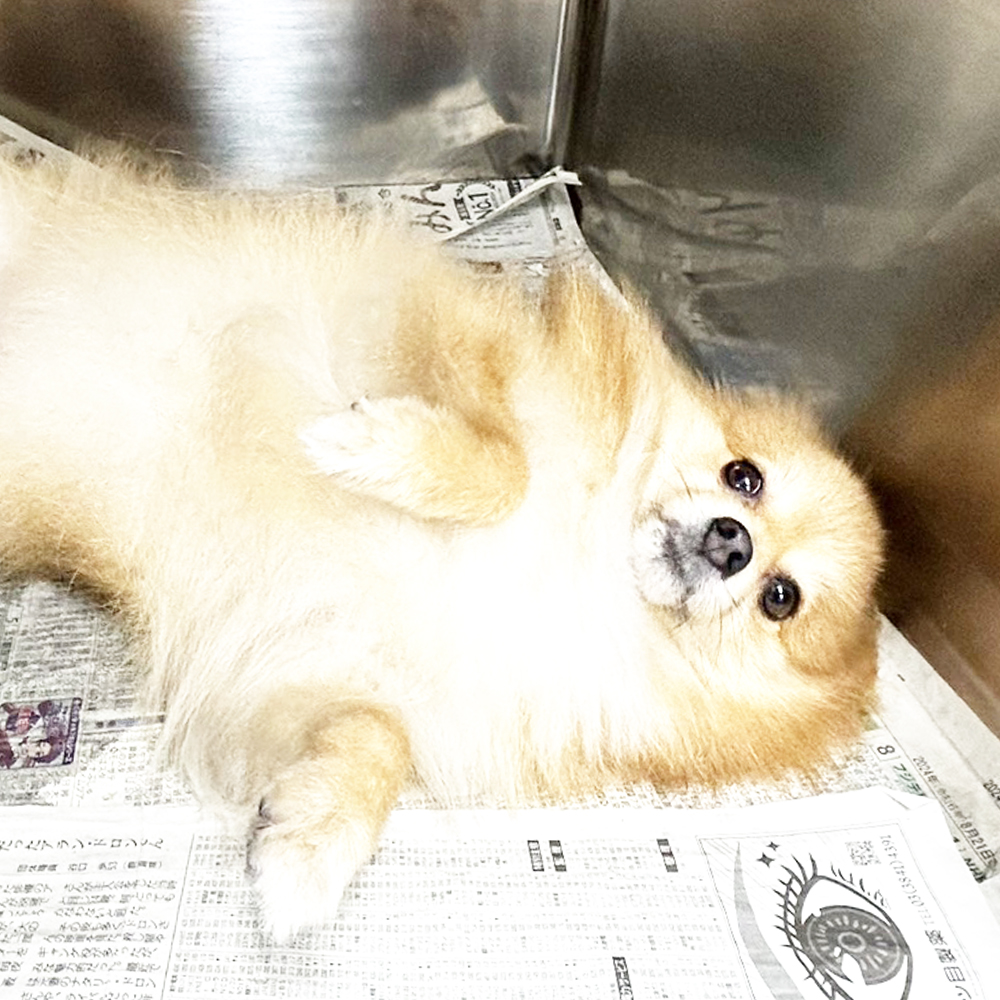 生徒が送ってくれたモデル犬の写真☆